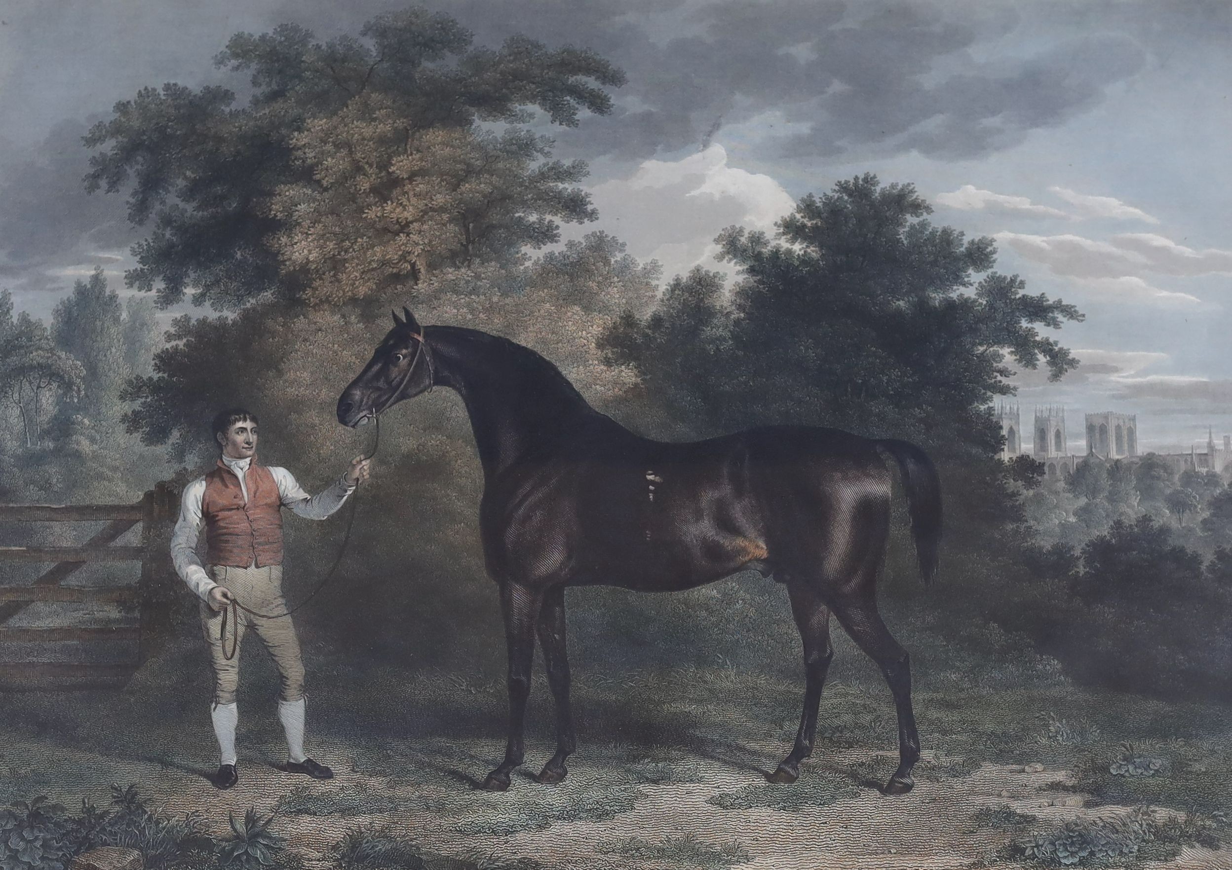 Scott after Tomson, hand coloured engraving, Portrait of the horse Orville, 50 x 64cm